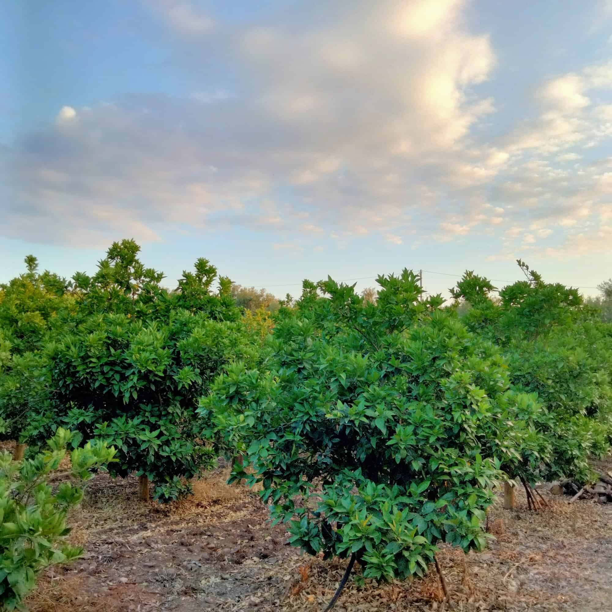 Lush green trees in a sunny outdoor environment, ideal for investment or property purchase in tropic.