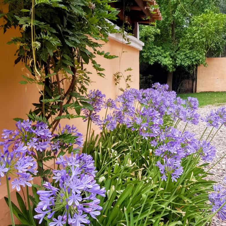 Purple flowers blooming near a peach-colored wall and green trees.