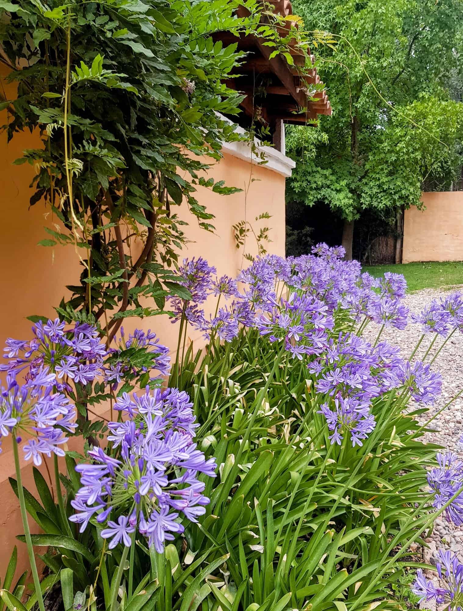 Beautiful purple flowers along a garden path. Purple flowers blooming near a peach-colored wall and green trees.