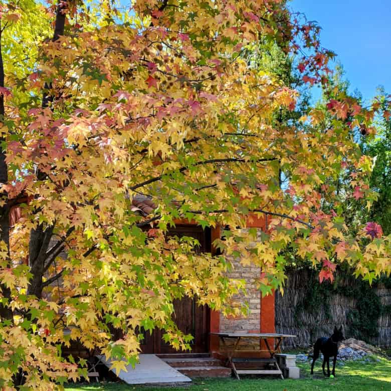 Autumn scene with a house surrounded by vibrant fall foliage and a black dog in the yard.