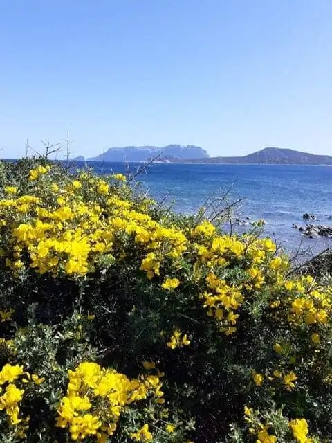 Coastal view with vibrant yellow flowers in the foreground and the sea with islands in the backgroun.