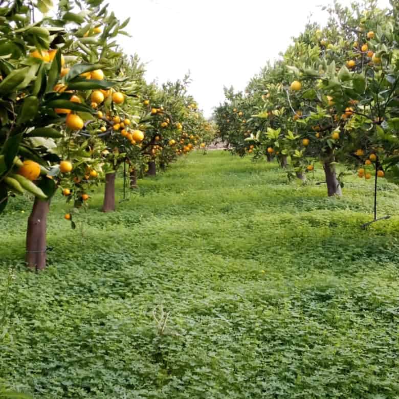 Lush orange orchard with ripe fruit on trees, sunny day, green grass pathway.