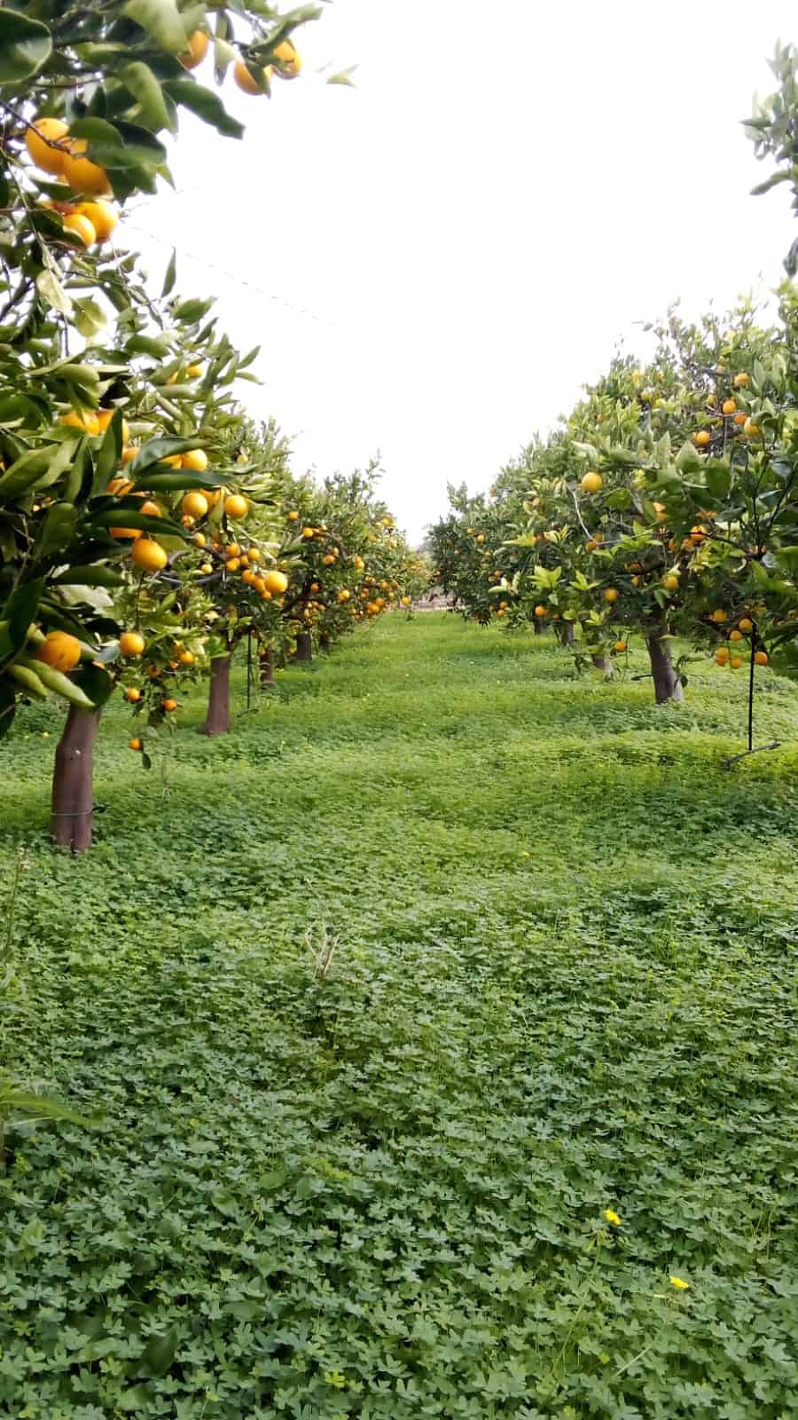 Lush orange orchard with ripe fruit on trees, sunny day, green grass pathway.