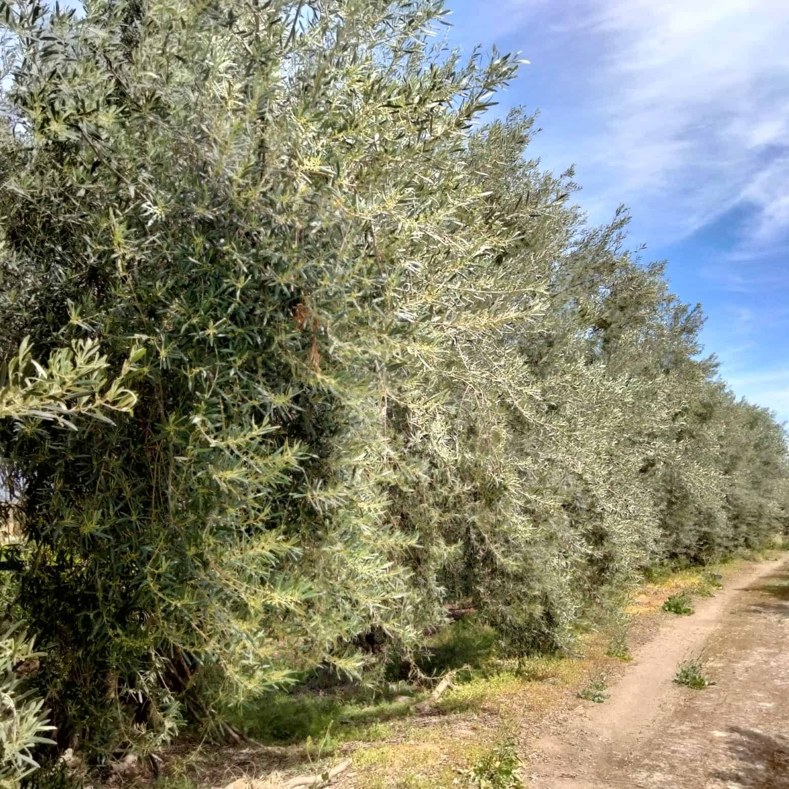 Olive grove with lush trees under a clear blue sky, ideal for investment or agricultural use.