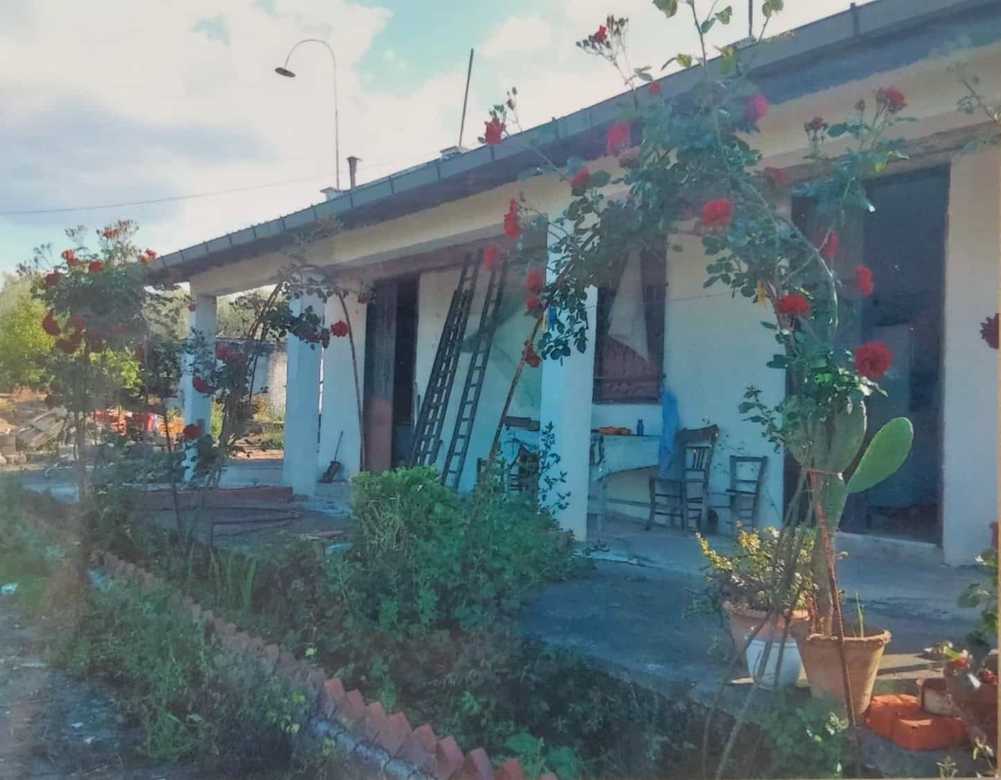 House with garden and blooming roses in a sunny setting.