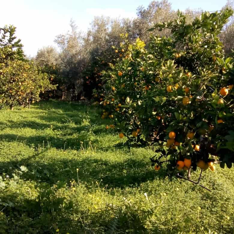 Orchard featuring lush citrus trees laden with ripe oranges, set in a vibrant green landscape under.
