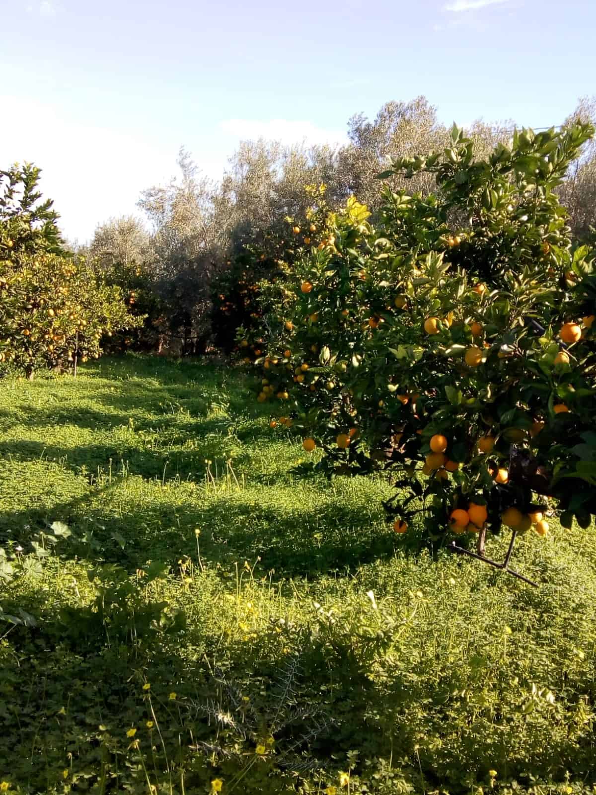 Orchard featuring lush citrus trees laden with ripe oranges, set in a vibrant green landscape under.