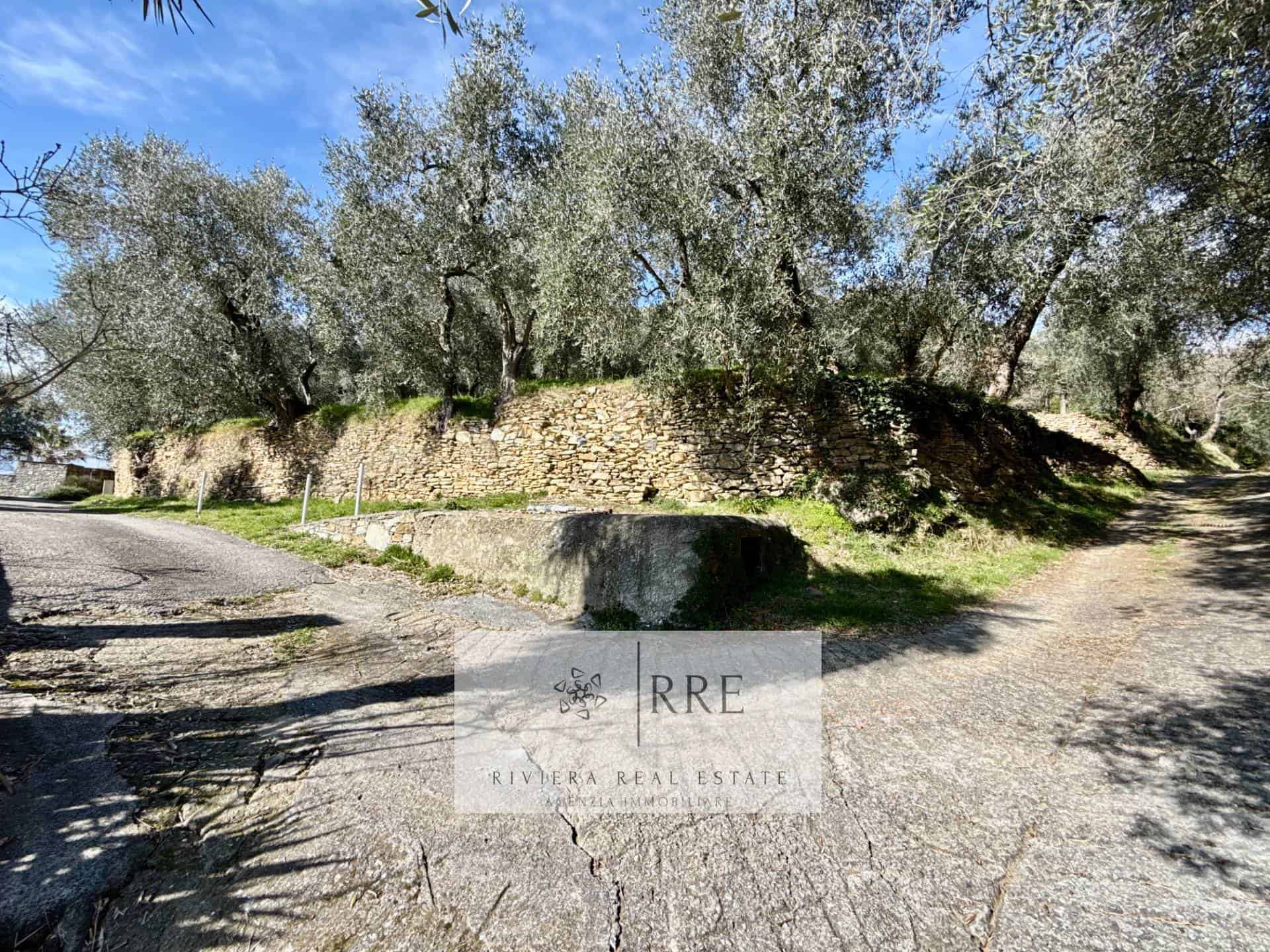 Olive grove with mature trees and scenic landscape in a rural setting. Perfect for investment or pri.