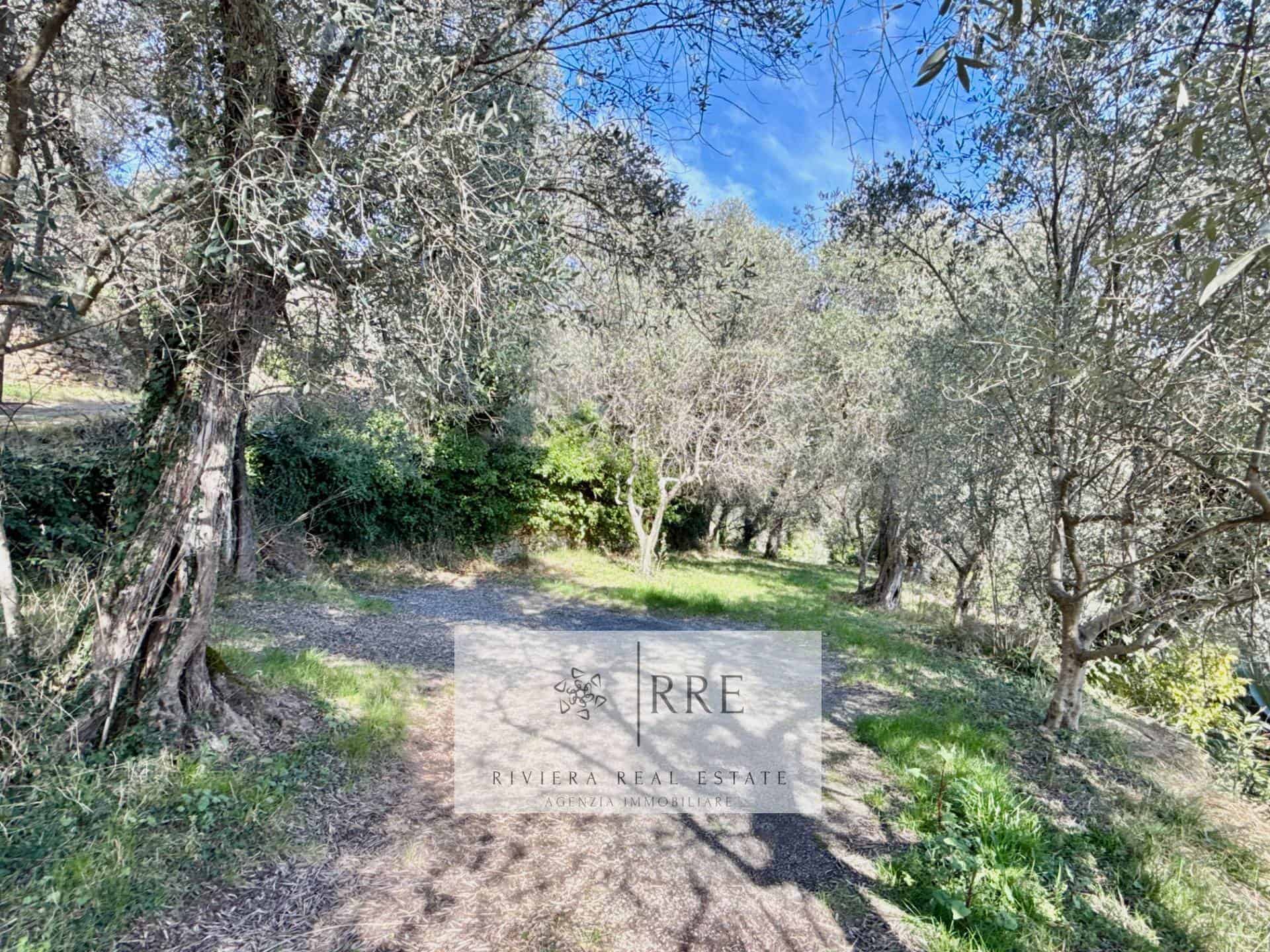 Beautiful natural landscape featuring mature trees and vibrant greenery, ideal for building or outdo.