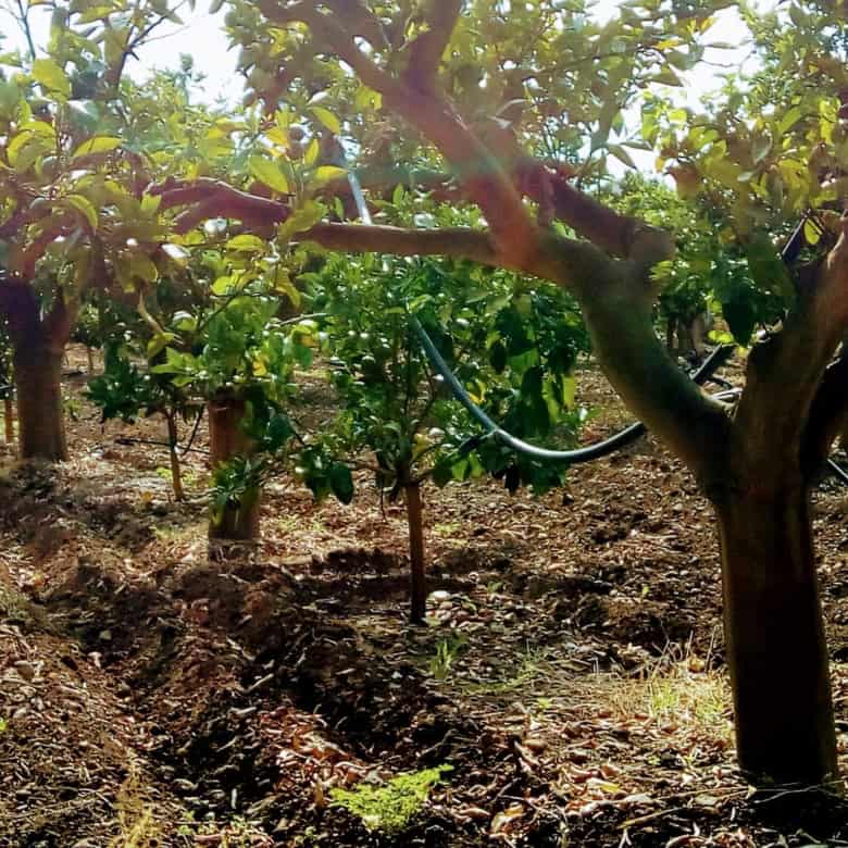 Orchard with fruit trees and drip irrigation system for efficient watering.