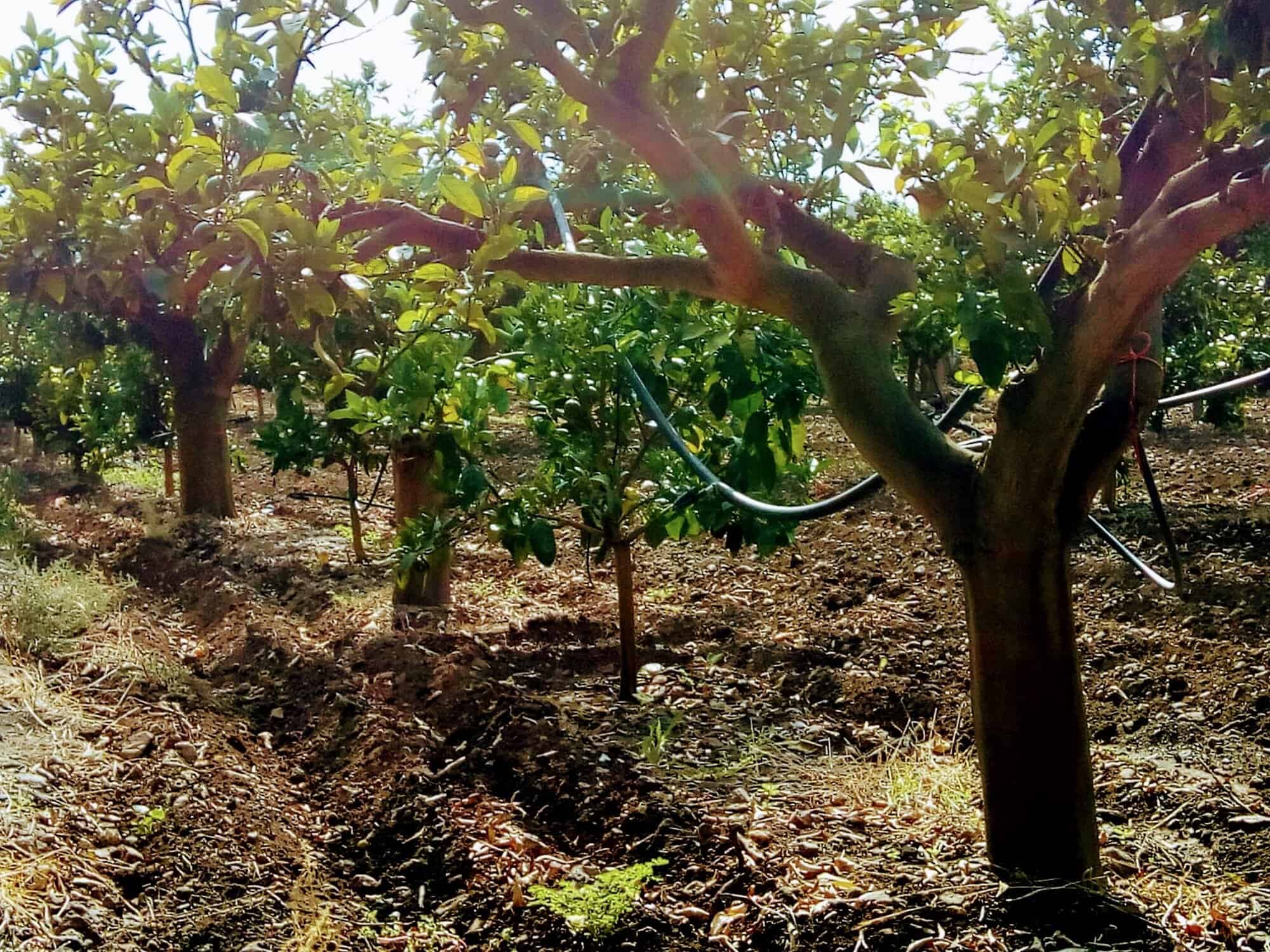 Orchard with fruit trees and drip irrigation system for efficient watering.