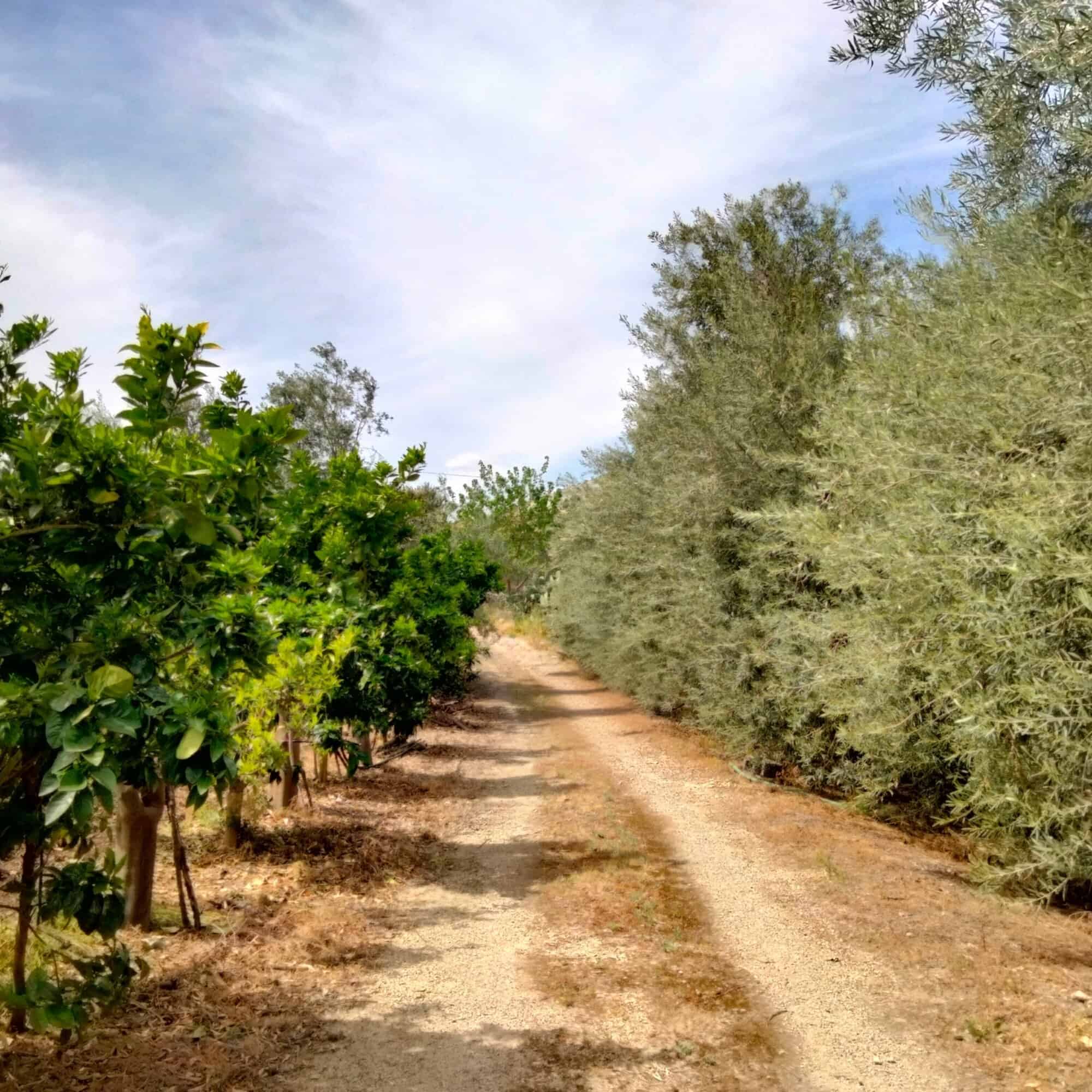 Scenic garden pathway lined with lush green trees and shrubs under a partly cloudy sky.