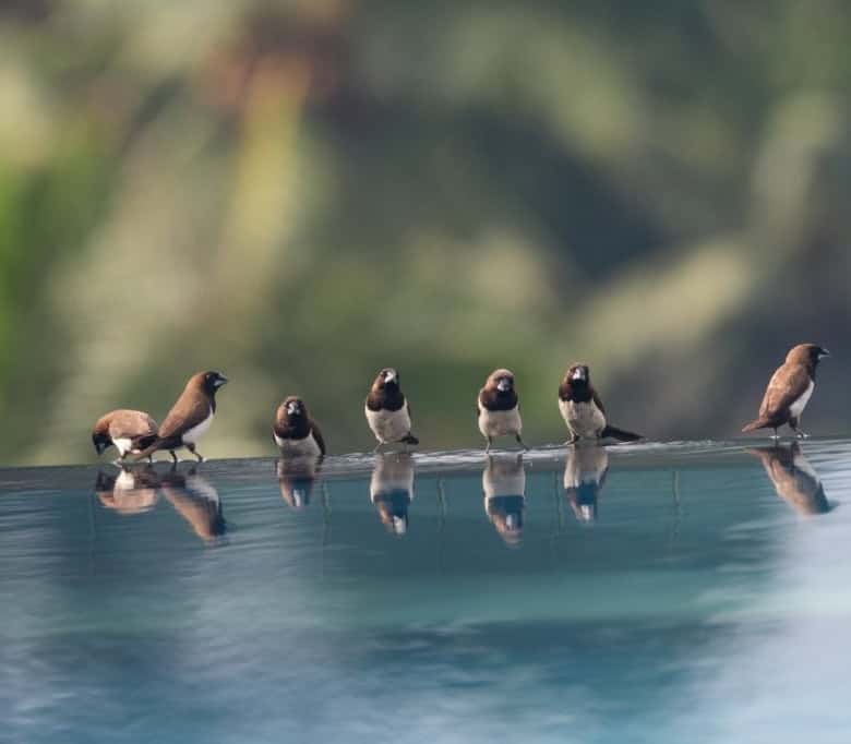 Birds perched on the edge of an infinity pool in Ubud Bali, Indonesia.