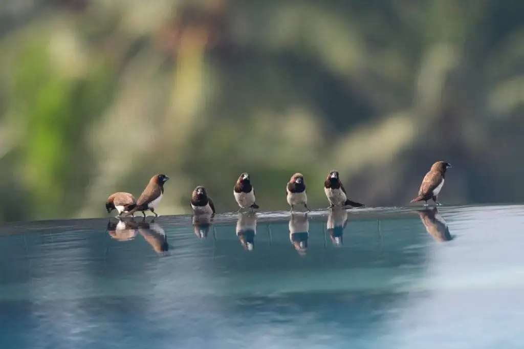 Luxury Bali Villas with Infinity Pool and Birds Birds perched on the edge of an infinity pool in Ubud Bali, Indonesia.