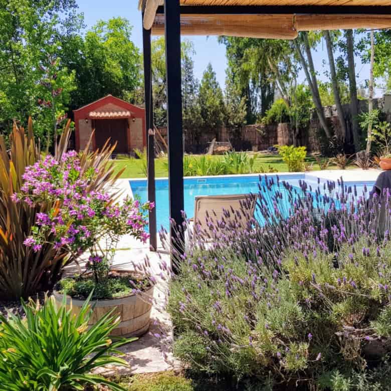 Luxury backyard with swimming pool and lush garden landscaping.