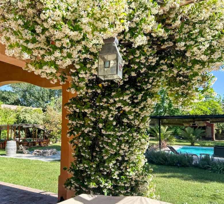 Garden with flowering vine and outdoor pool for relaxing property views.