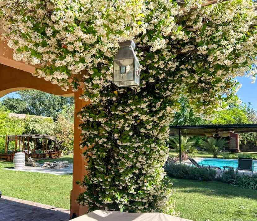 Beautiful garden with flowering vine and outdoor pool. Garden with flowering vine and outdoor pool for relaxing property views.