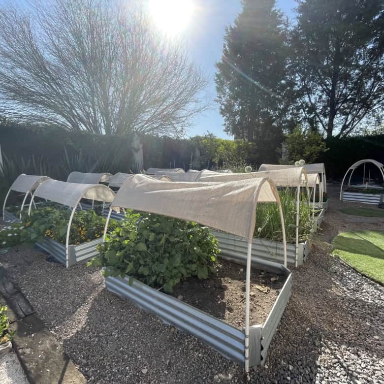 Vegetable garden with protective covers in a sunny backyard setting.