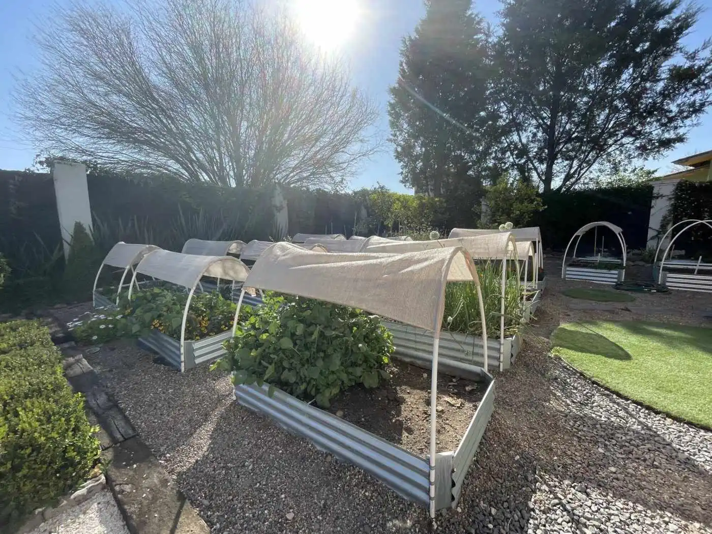 Vegetable garden with protective covers in a sunny backyard setting.
