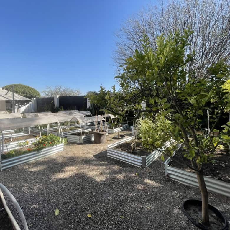 Raised vegetable beds and trees in a well-maintained backyard garden setting.