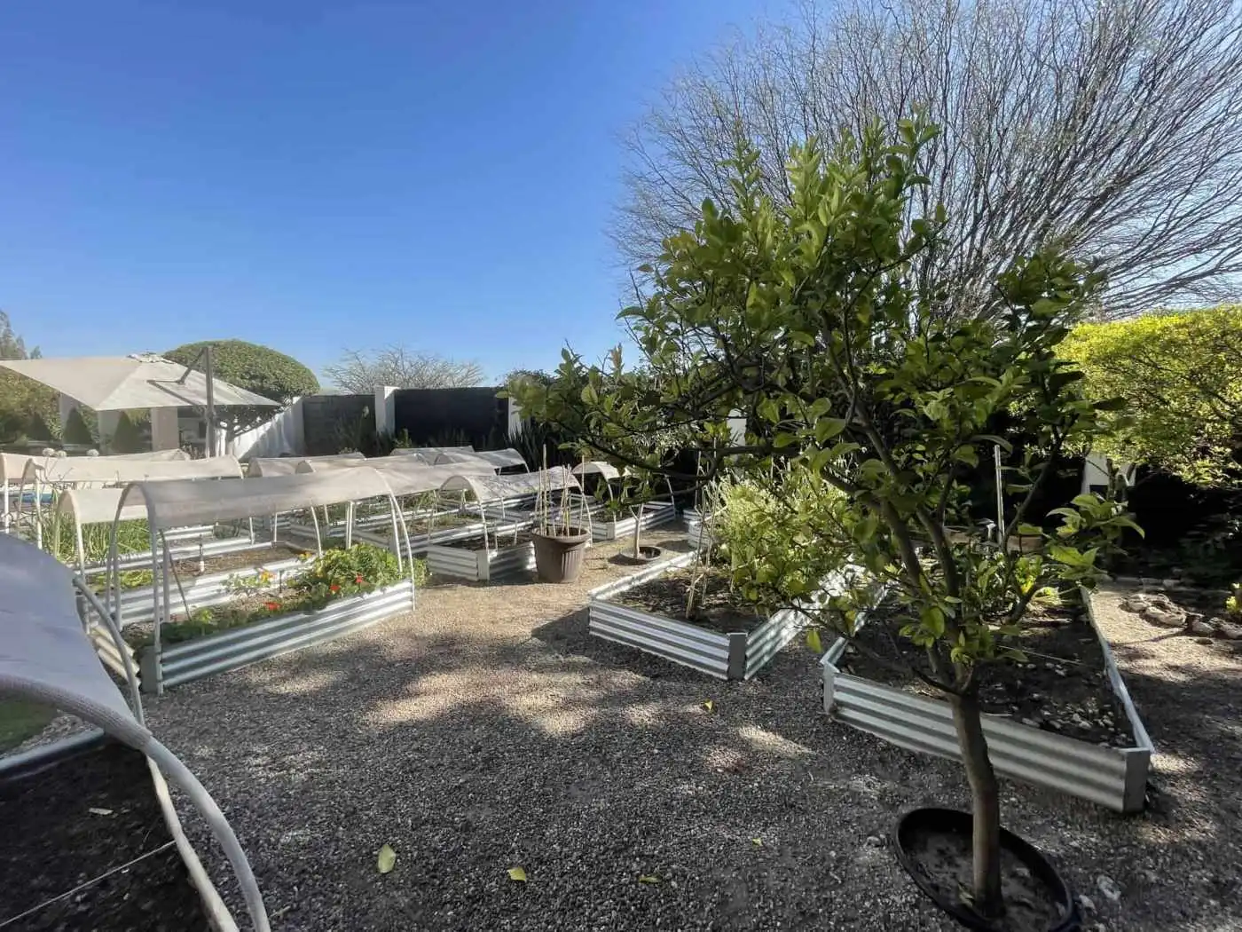 Raised vegetable beds and trees in a well-maintained backyard garden setting.