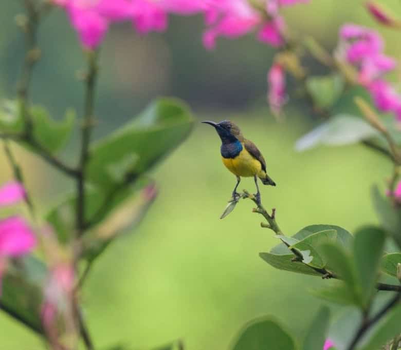 Bird perched on a branch among pink flowers in Ubud Bali.