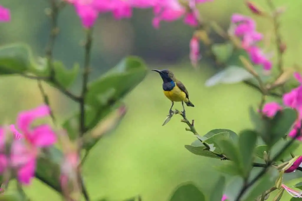 Luxury Ubud Bali Villas Bird perched on a branch among pink flowers in Ubud Bali.