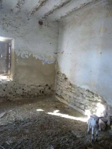 Rural property interior with exposed stone walls and a small goat in the corner.