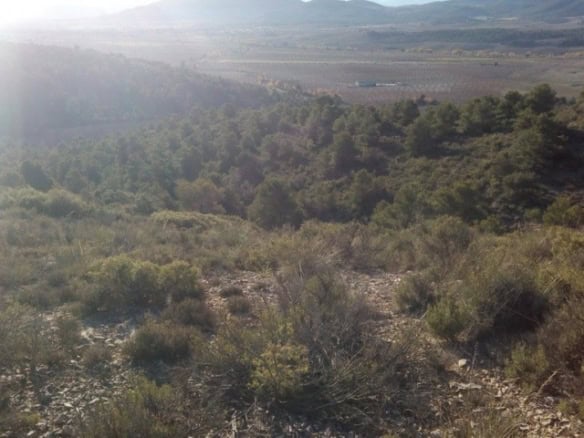 Scenic land plot in Oria, Almeria with natural vegetation and mountain views.
