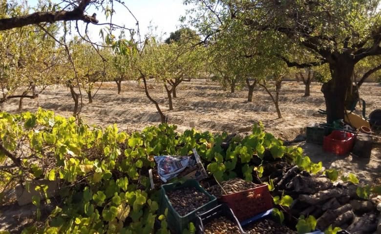 Beautiful rural property with lush vineyard in Tijola, Almeria, ideal for agriculture and countrysid.