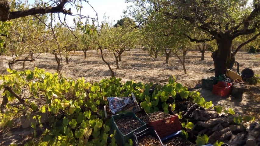 Beautiful rural property with lush vineyard in Tijola, Almeria, ideal for agriculture and countrysid.