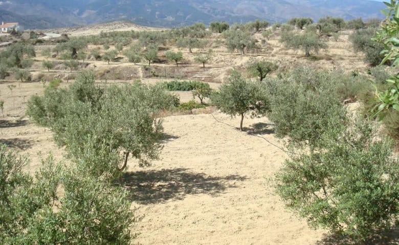 Scenic rural property with olive trees in Olula del Rio, Almeria, ideal for countryside living.