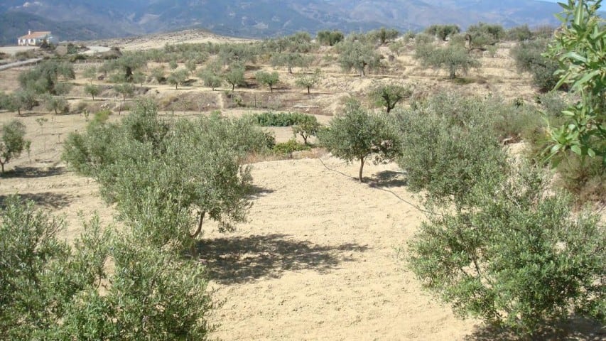 Scenic rural property with olive trees in Olula del Rio, Almeria, ideal for countryside living.