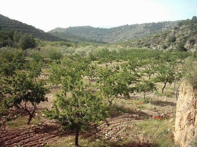 Farm property with lush greenery and fruit trees in Tijola, Almeria, surrounded by scenic hills.