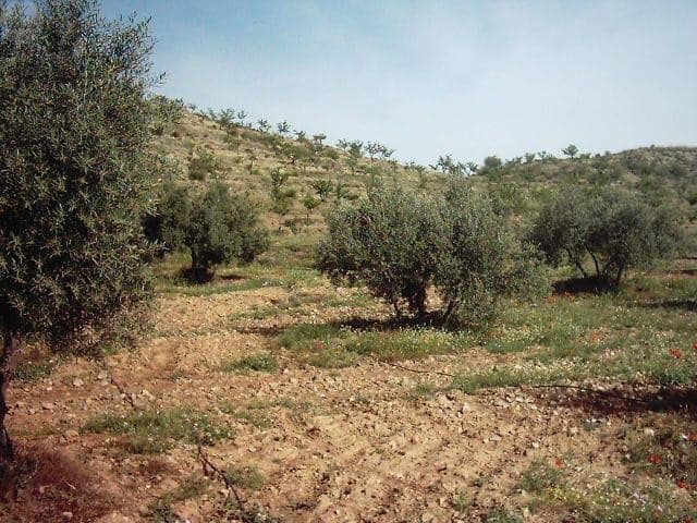 Farm property with olive trees in Tijola, Almeria, ideal for agriculture and rural living.