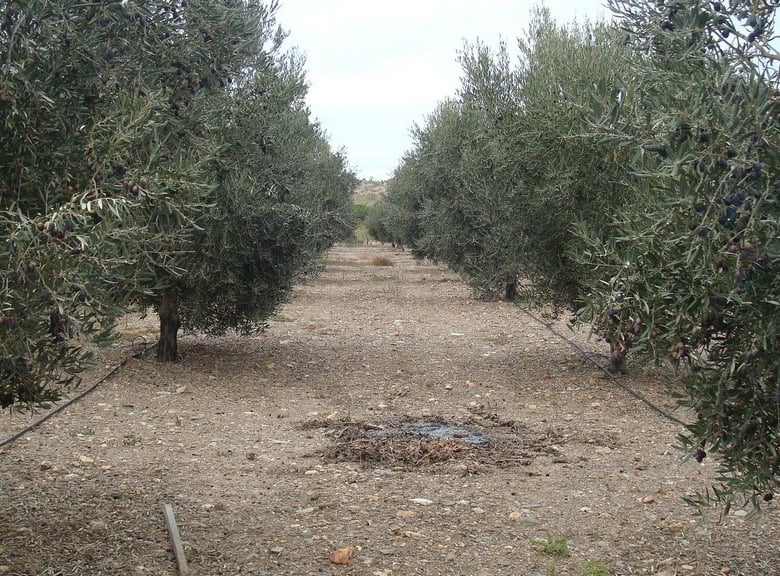 Olive grove in Hijate, Almeria, ideal for rural property investment.