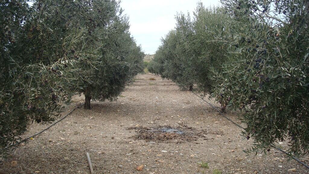 Olive grove in Hijate, Almeria, ideal for rural property investment.