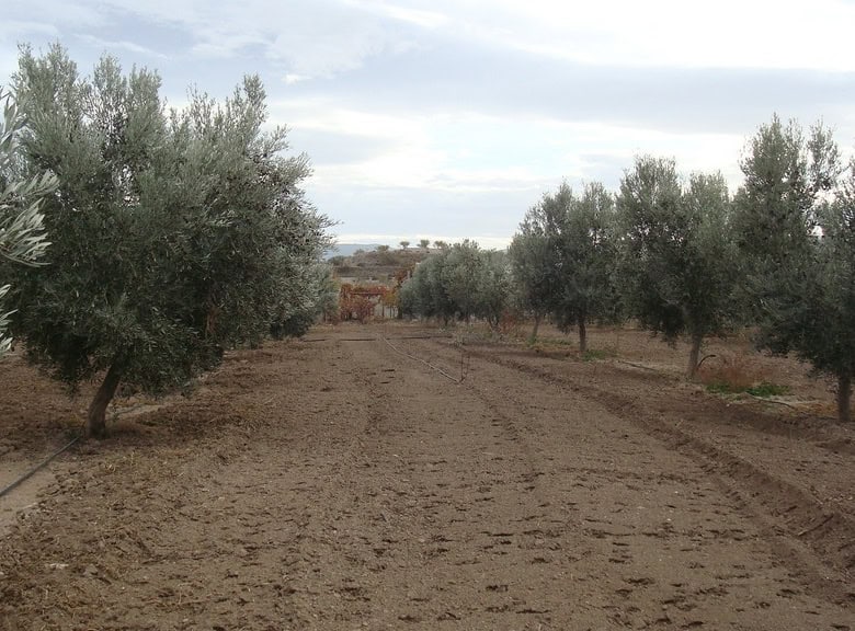 Beautiful rural property with olive trees in Hijate, Almeria, offering peaceful countryside living.
