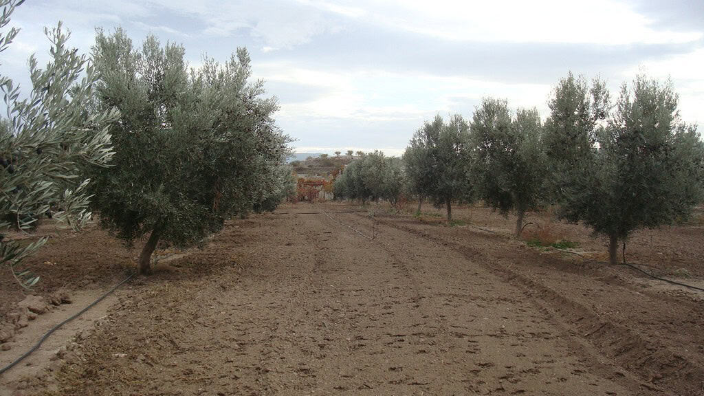 Beautiful rural property with olive trees in Hijate, Almeria, offering peaceful countryside living.