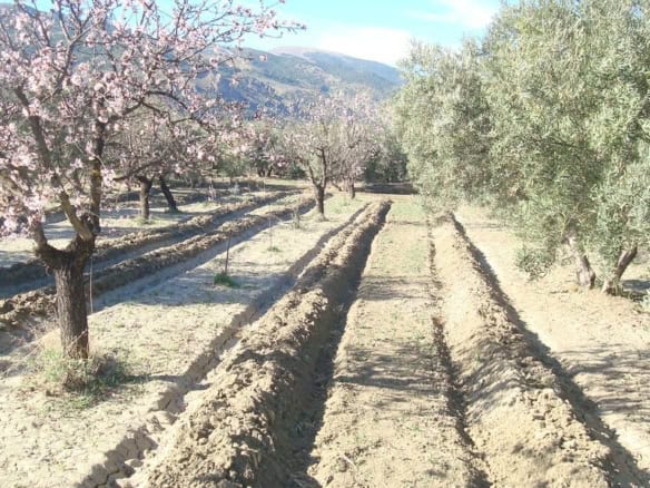 Beautiful land with fruit trees and open fields in Tijola, Almeria, ideal for agriculture or develop.