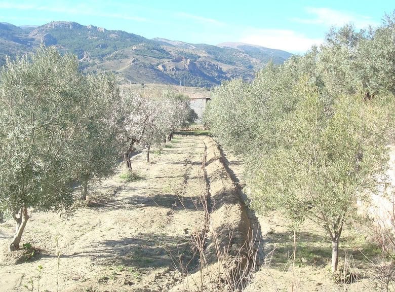 Land in Tijola, Almeria with mature olive trees and surrounding mountains, ideal for agricultural de.