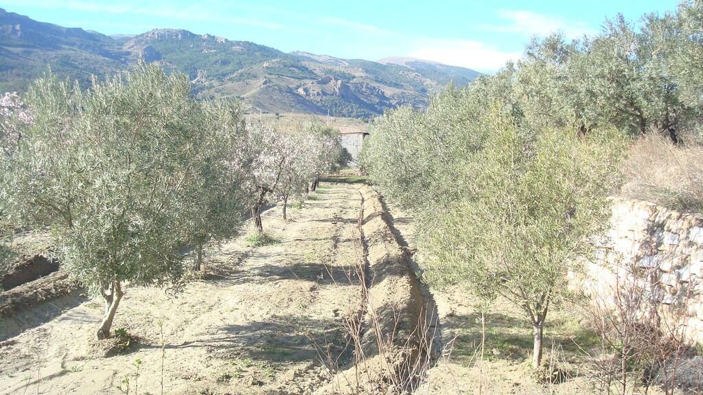 Land in Tijola, Almeria with mature olive trees and surrounding mountains, ideal for agricultural de.