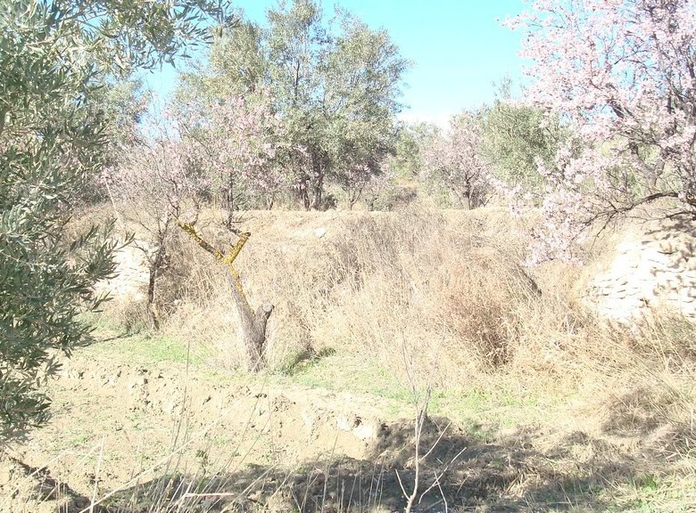 Beautiful land plot in Tijola, Almeria, ideal for farming or building. Spacious rural property with.