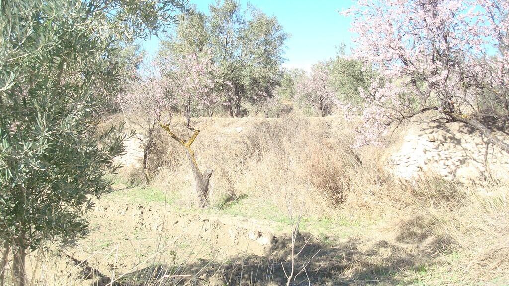 Beautiful land plot in Tijola, Almeria, ideal for farming or building. Spacious rural property with.