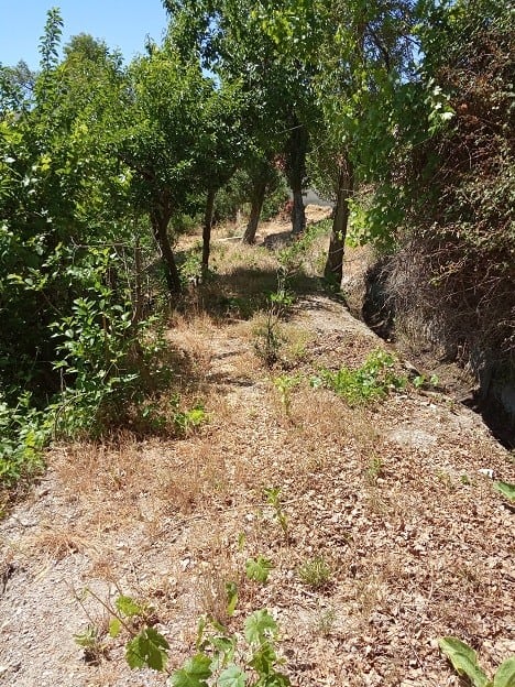 Rural property in Gor, Granada with mature trees and natural landscape. Perfect for building a count.
