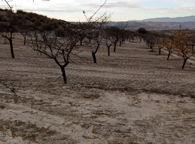 Commercial land for sale in Cortes de Baza, Granada, with open landscape and orchard trees.