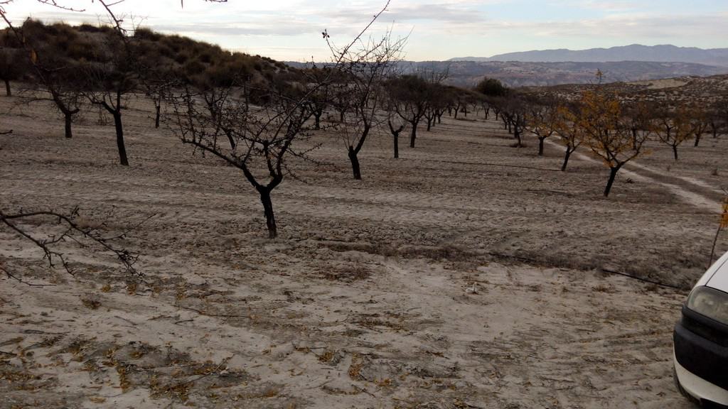 Commercial land for sale in Cortes de Baza, Granada, with open landscape and orchard trees.
