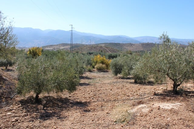 Rural property with olive trees in Tijola, Almeria, ideal for farming or investment. Scenic landscap.