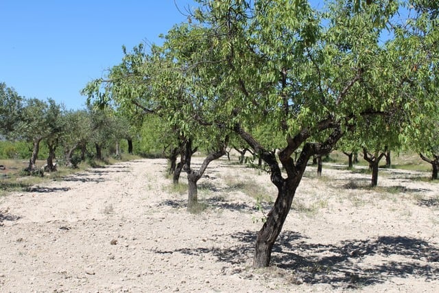 Charming rural property with lush trees in Lucar, Almeria, ideal for countryside living or agricultu.