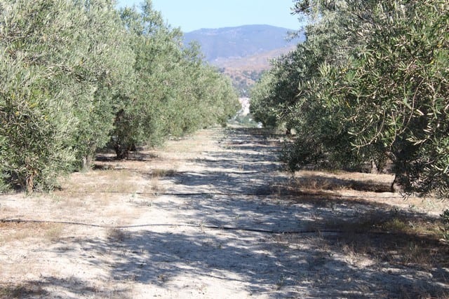 Rural property with a dirt road surrounded by olive trees in Tijola, Almeria, ideal for countryside.